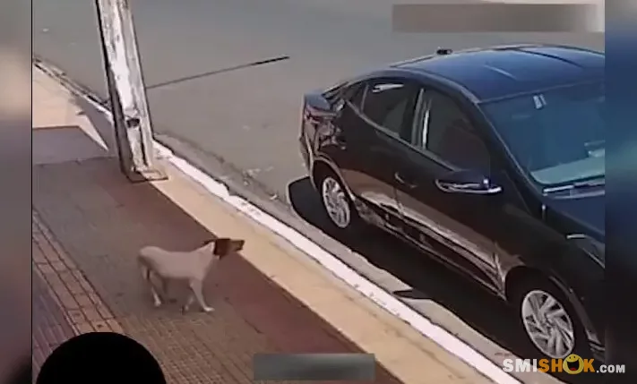 В Бразилии даже собака может вас ограбить