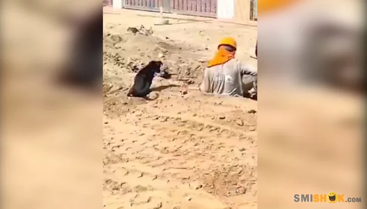 Командная работа: пёс помогает копать яму